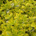 Euonymus fortunei 'Emerald'n'Gold' P1A P16 (2)
